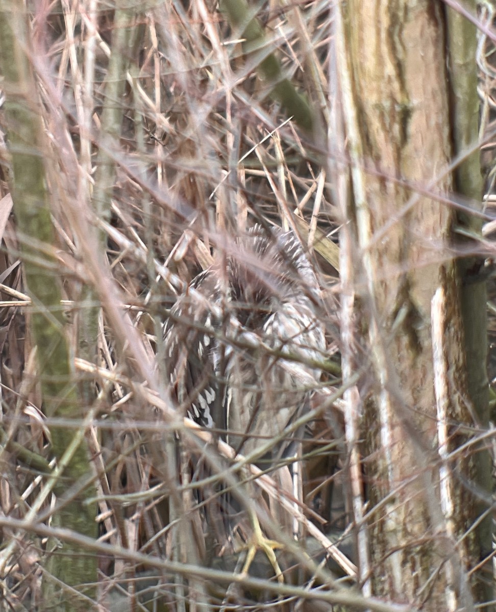 Black-crowned Night Heron - ML612187546