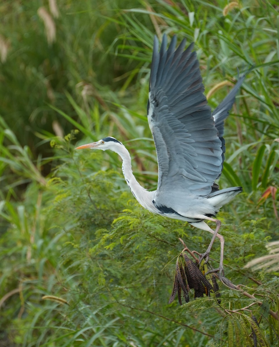 Gray Heron (Gray) - ML612187553