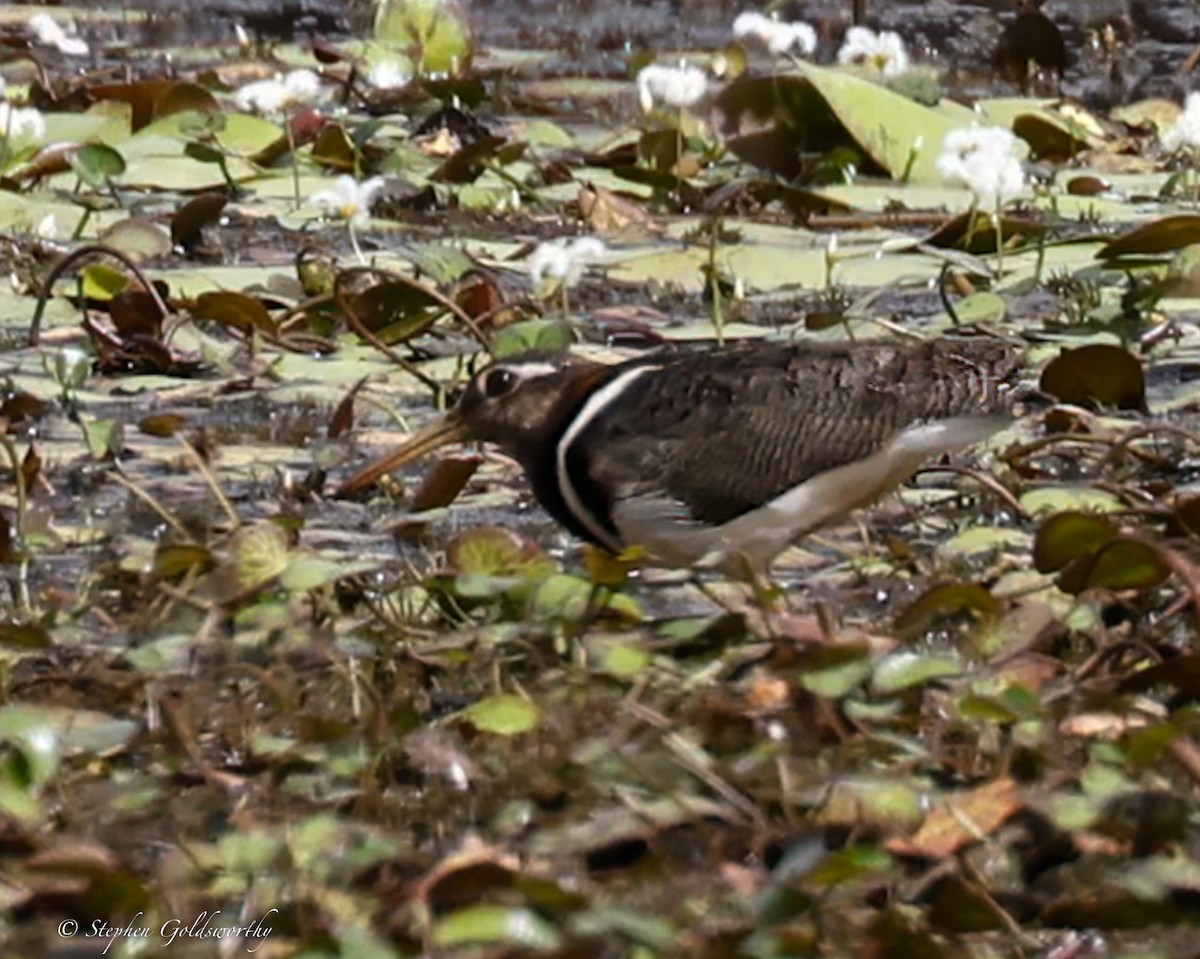 Australian Painted-Snipe - ML612187557