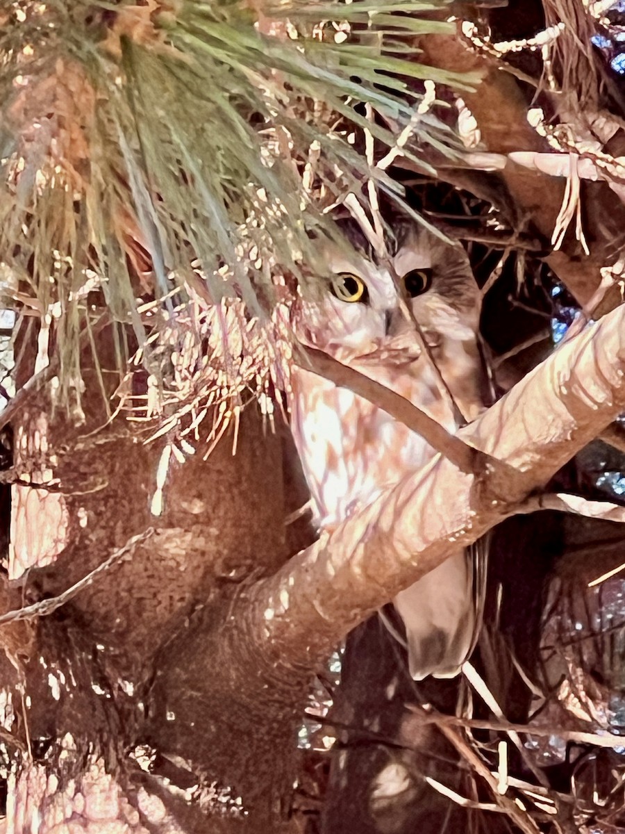 Northern Saw-whet Owl - ML612187572