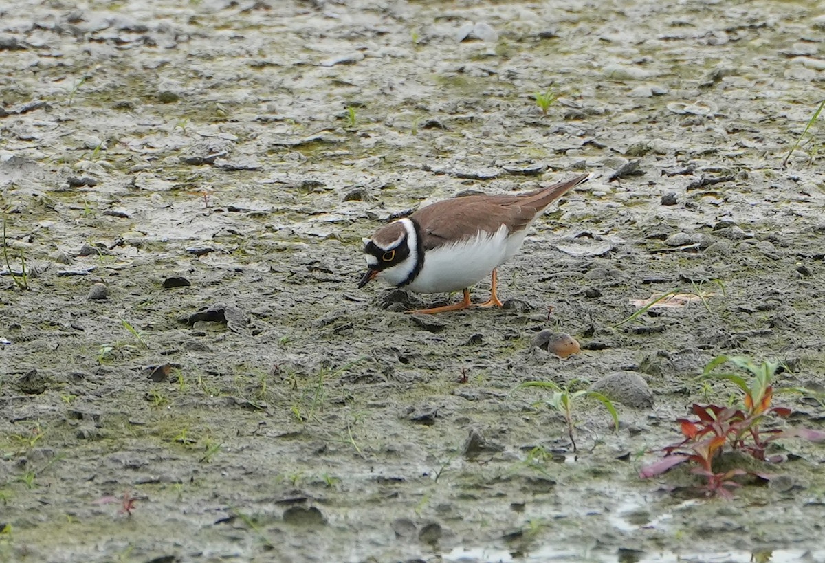 Little Ringed Plover (curonicus) - ML612187668