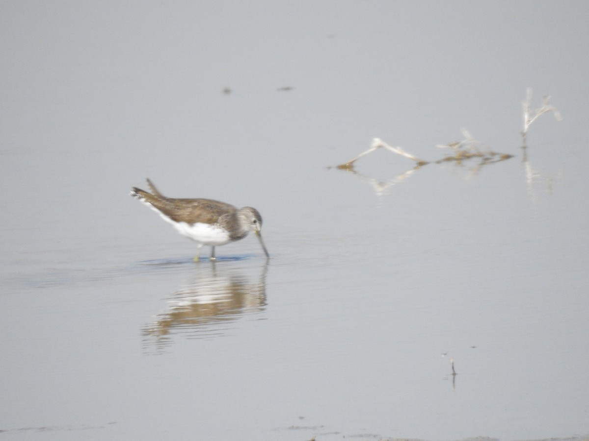 Green Sandpiper - ML612187747