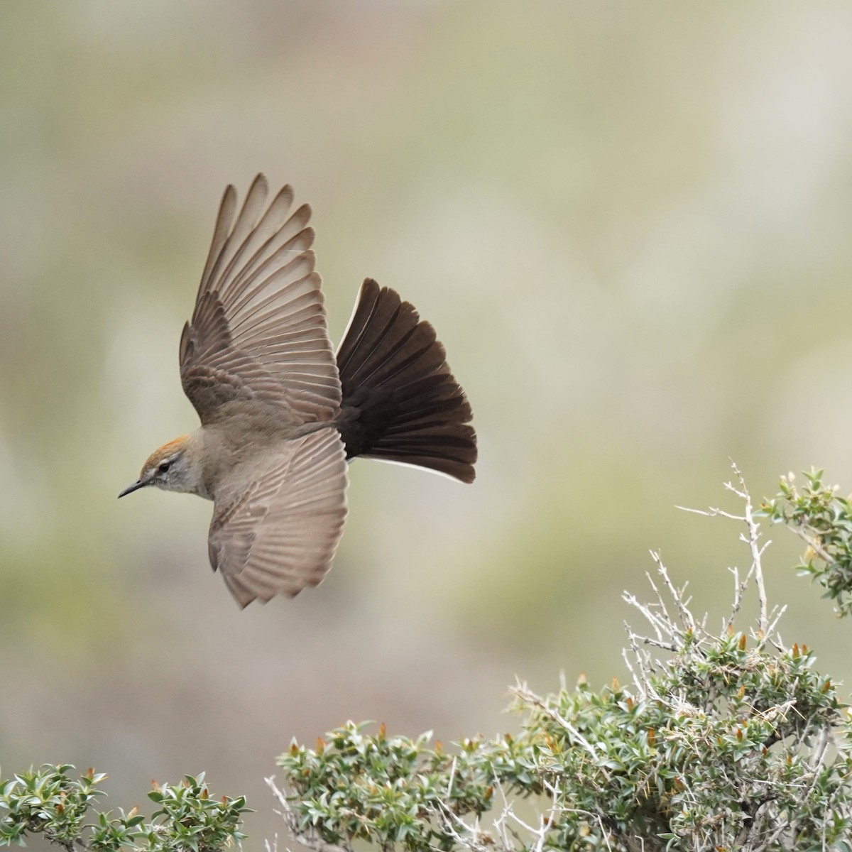 White-browed Ground-Tyrant - Olivares Barraza