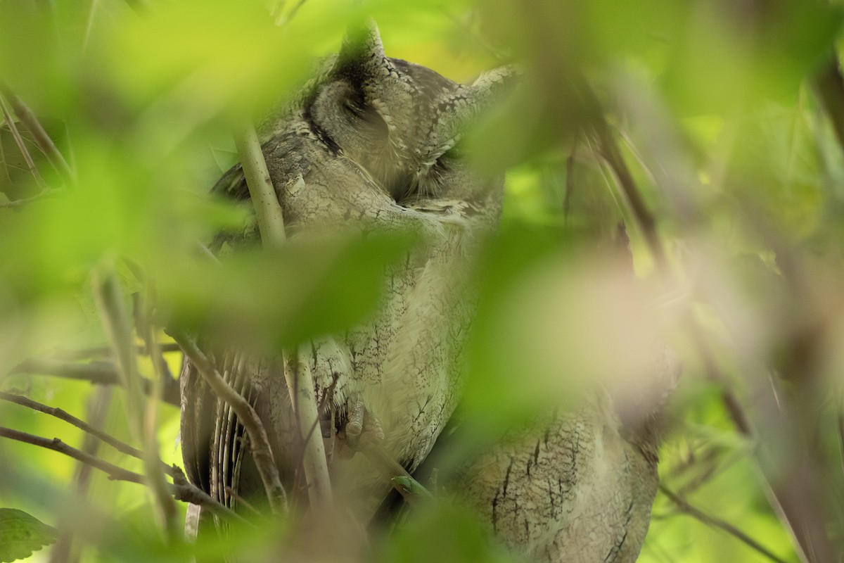 Indian Scops-Owl - ML612187782