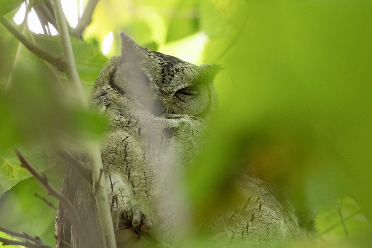 Indian Scops-Owl - ML612187783