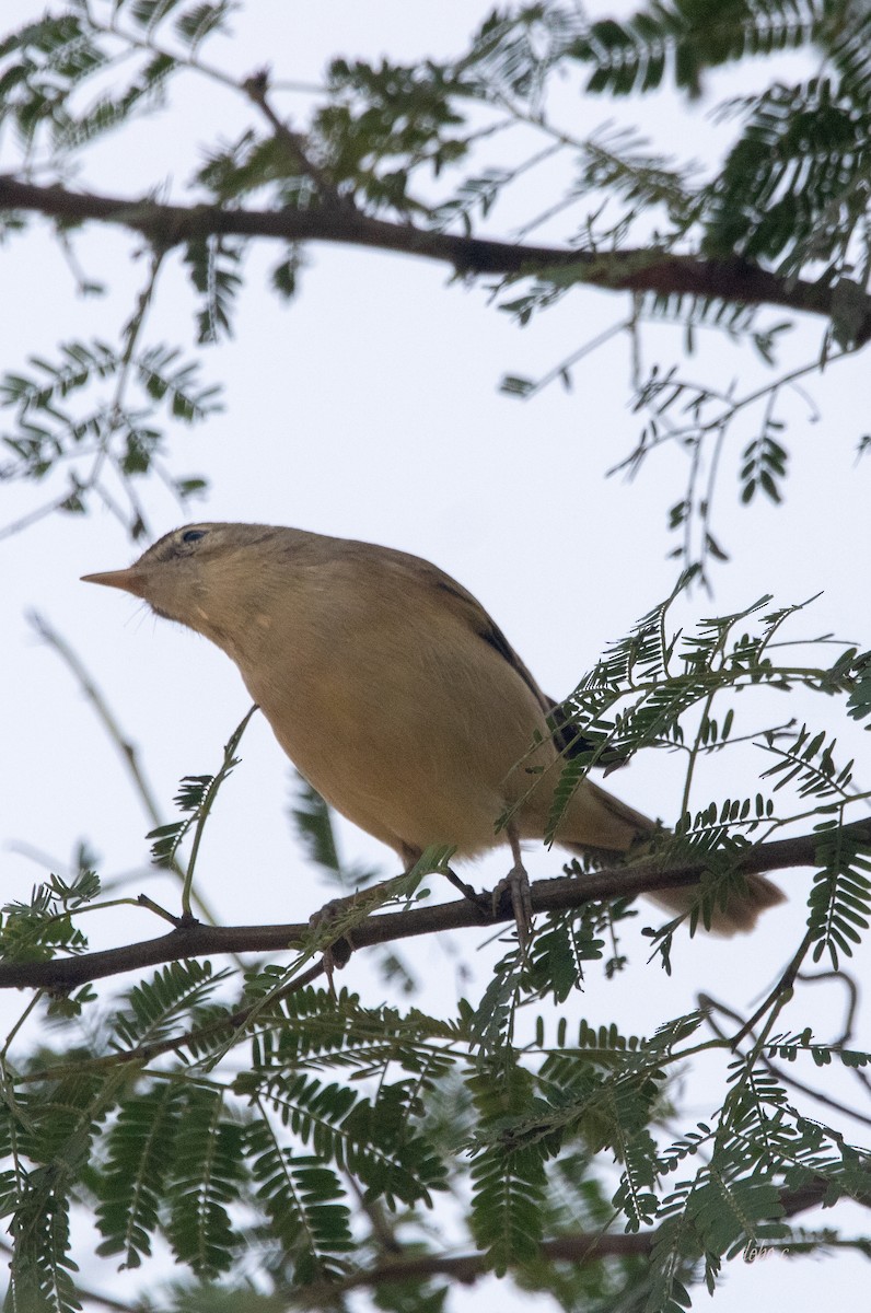 Sykes's Warbler - Debojyoti Chakraborty