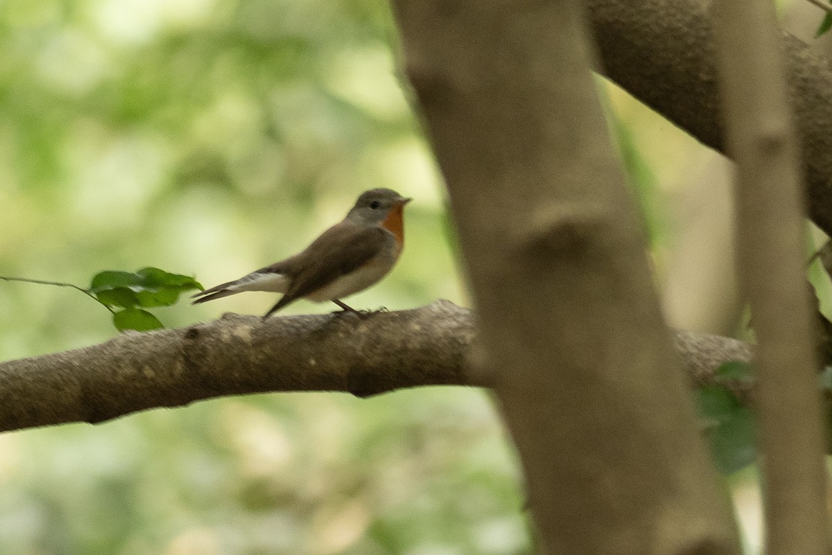 Red-breasted Flycatcher - ML612187854