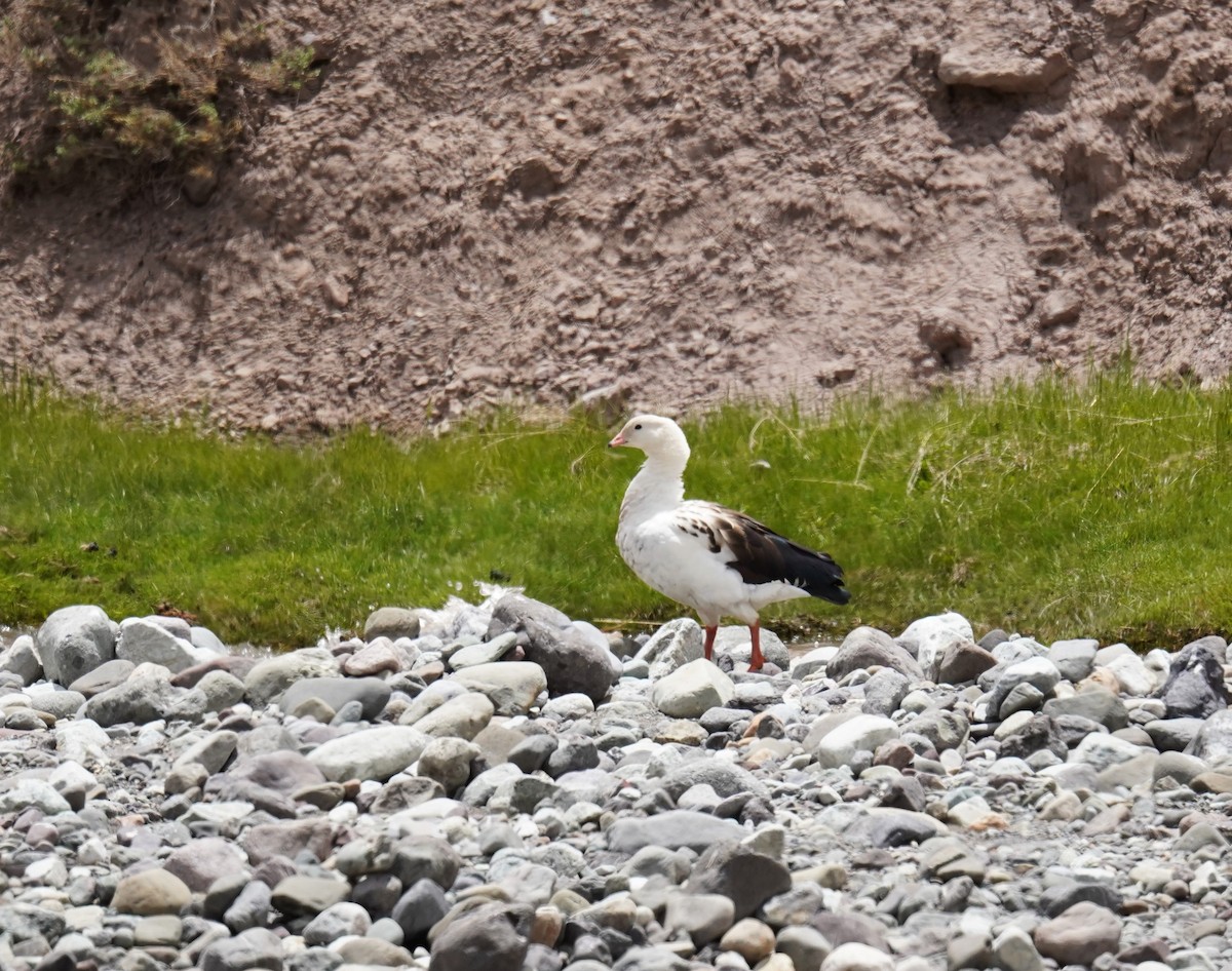 Andean Goose - ML612187905