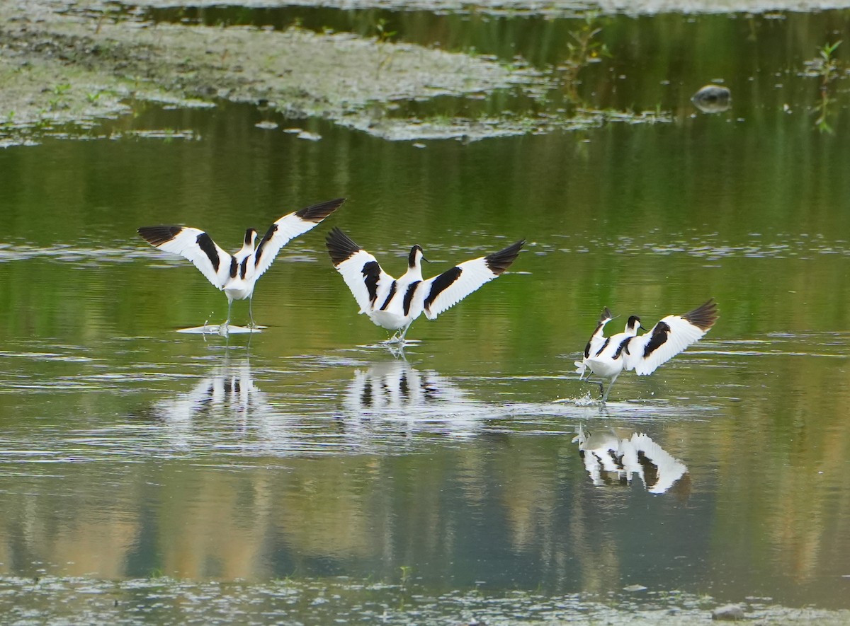 Pied Avocet - ML612187909