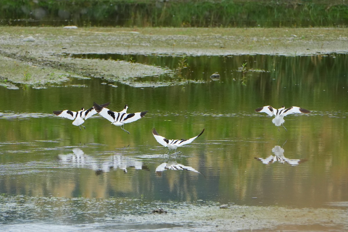 Pied Avocet - ML612187910