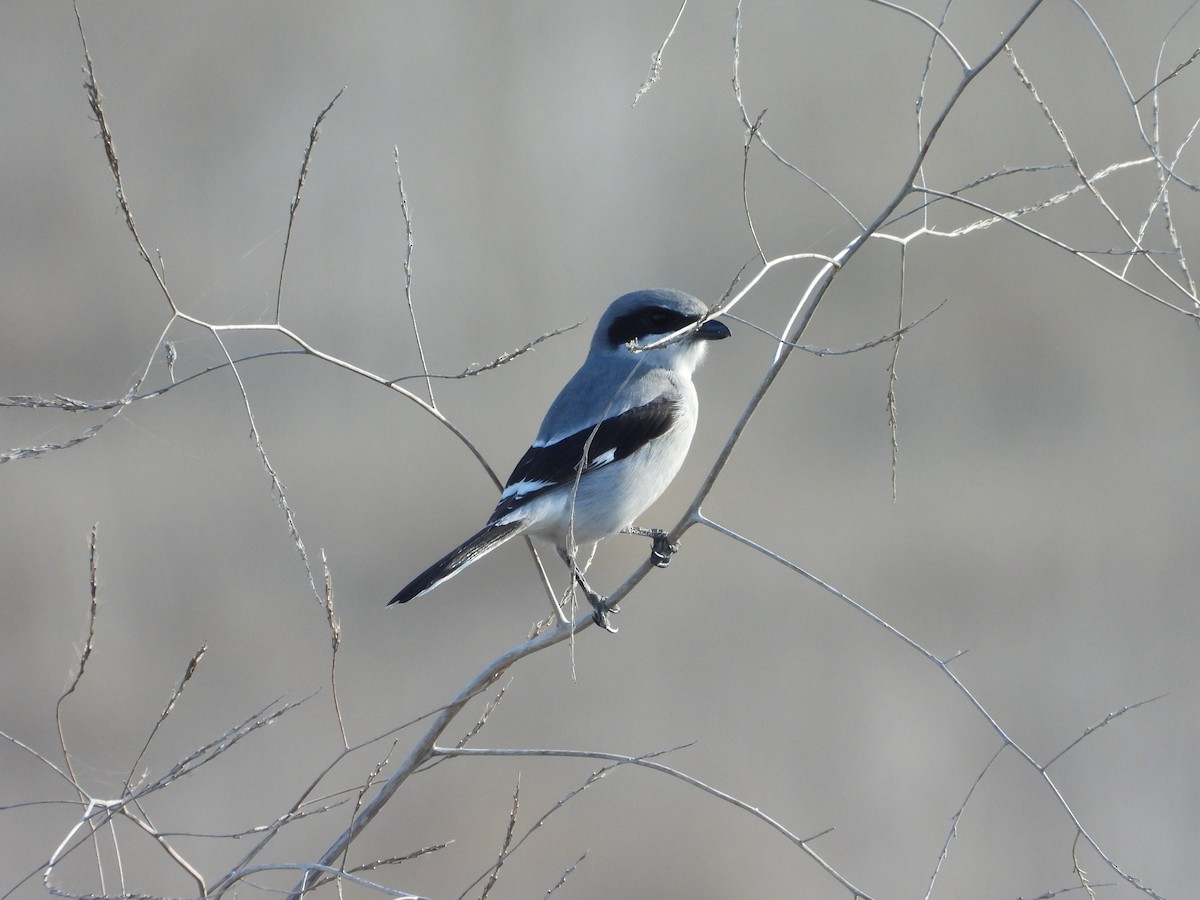 Loggerhead Shrike - ML612187917