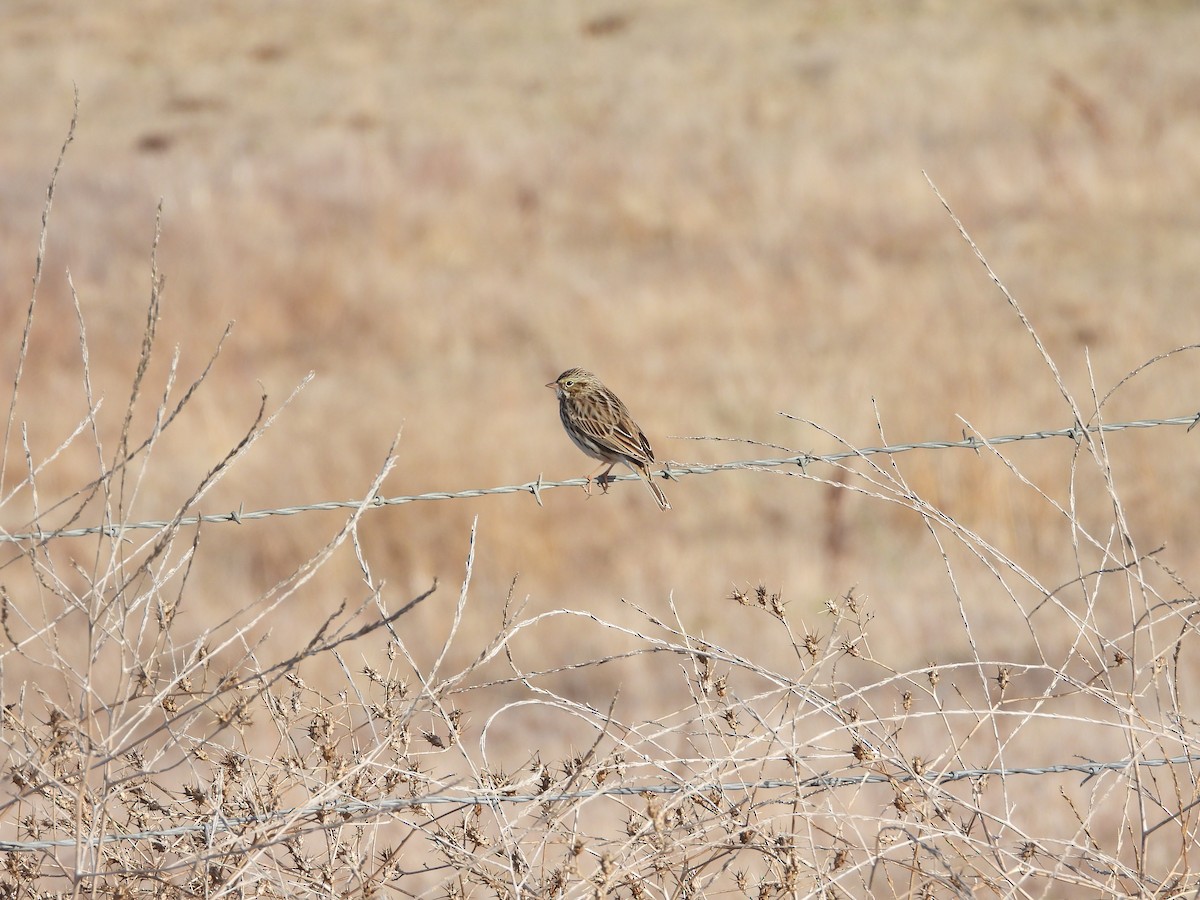 Savannah Sparrow - ML612187931