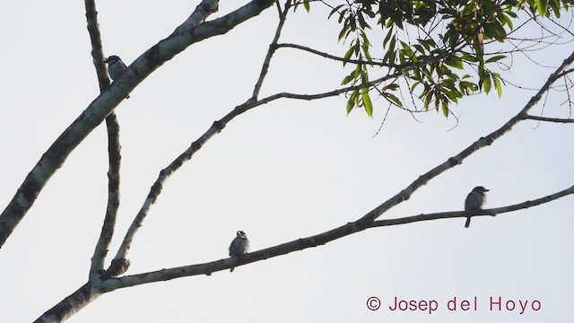 Pied Puffbird - ML612187952