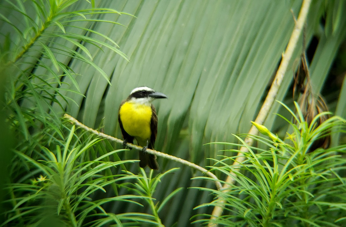 Bienteveo Pitanguá (chrysogaster) - ML612187966