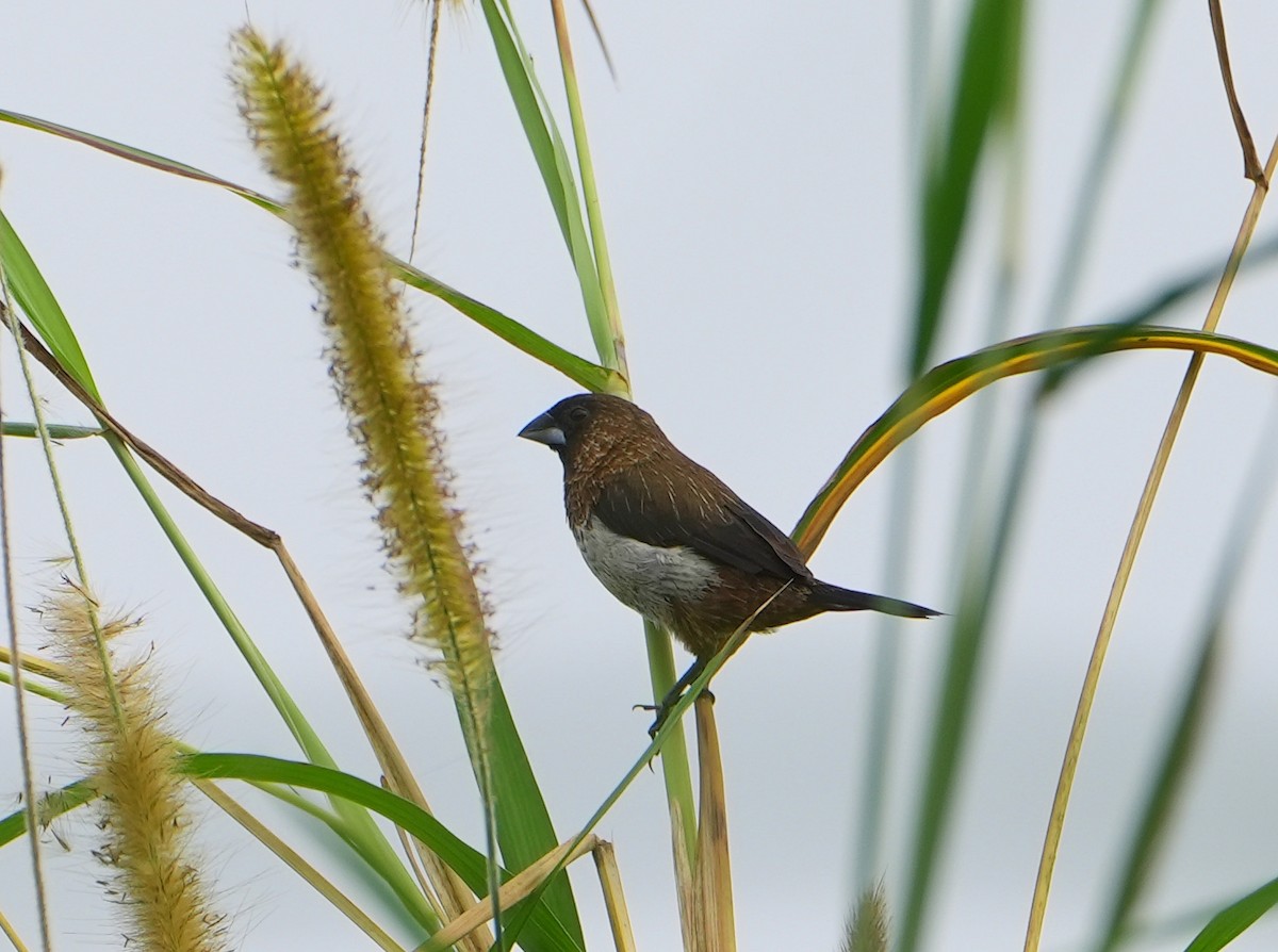 Scaly-breasted Munia - ML612188020