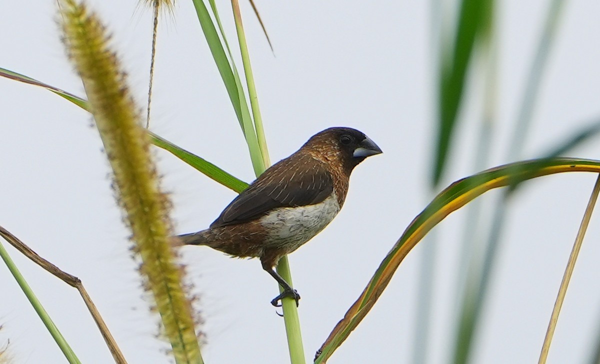Scaly-breasted Munia - ML612188021