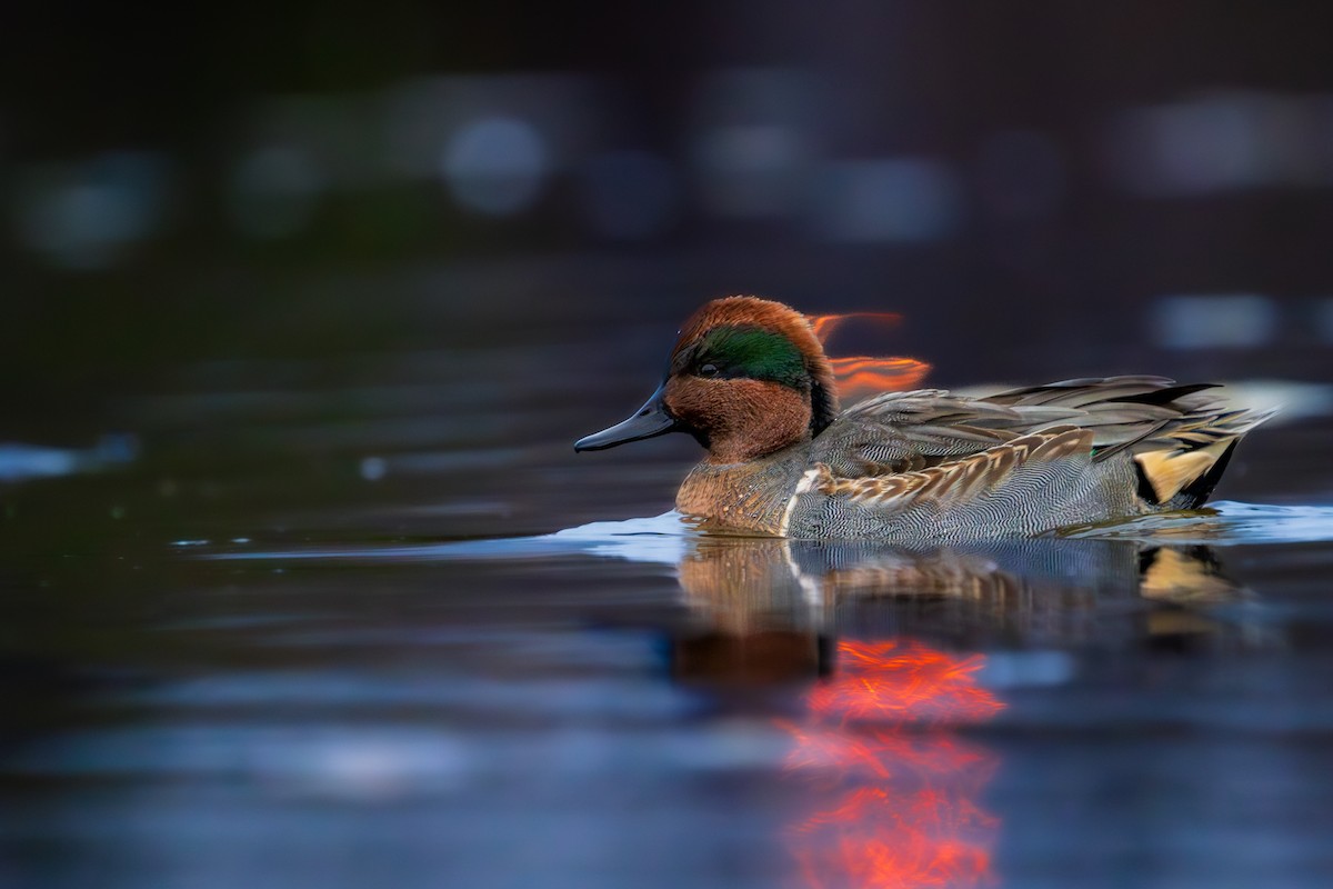 Green-winged Teal - Isaac Polanski