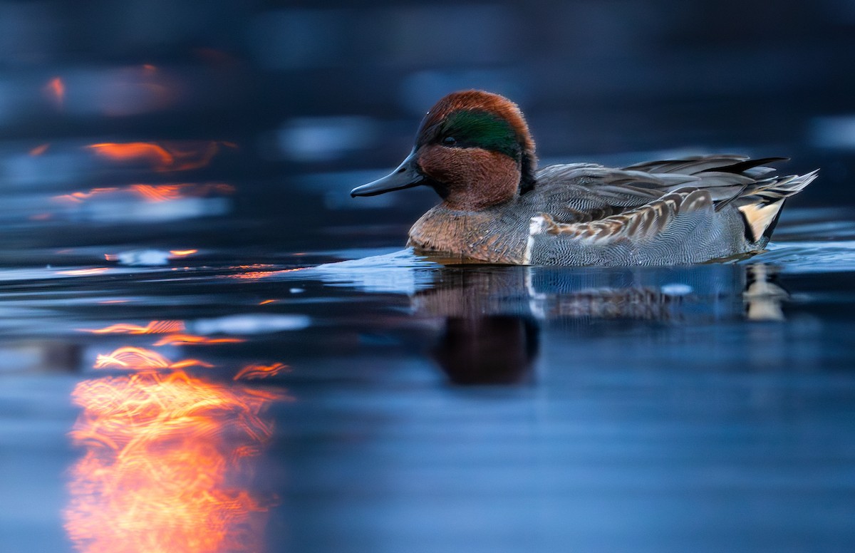 Green-winged Teal - Isaac Polanski