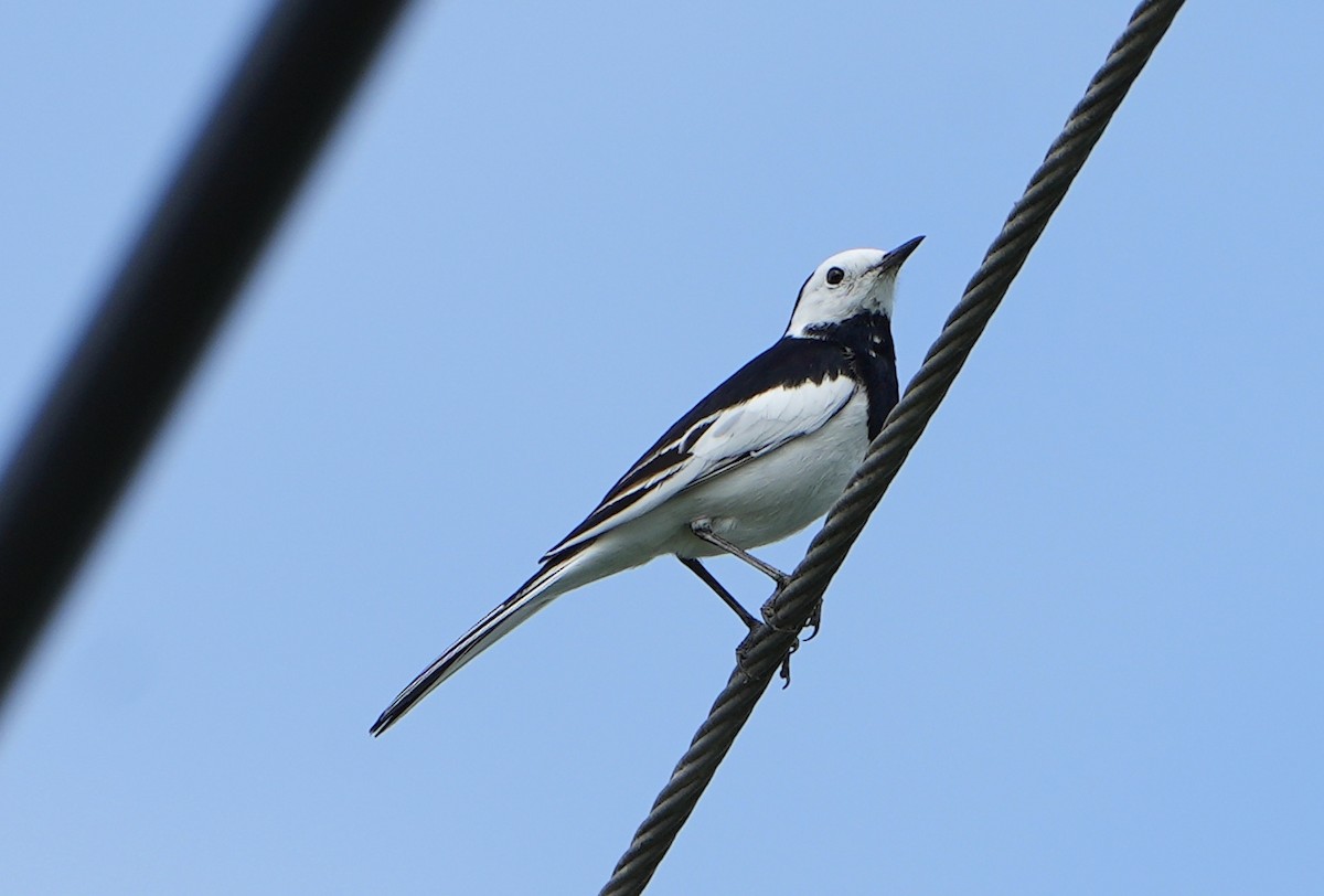 White Wagtail (Chinese) - ML612188084