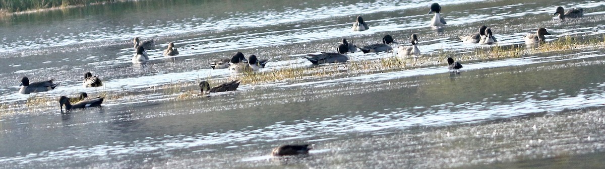 Northern Pintail - ML612188207