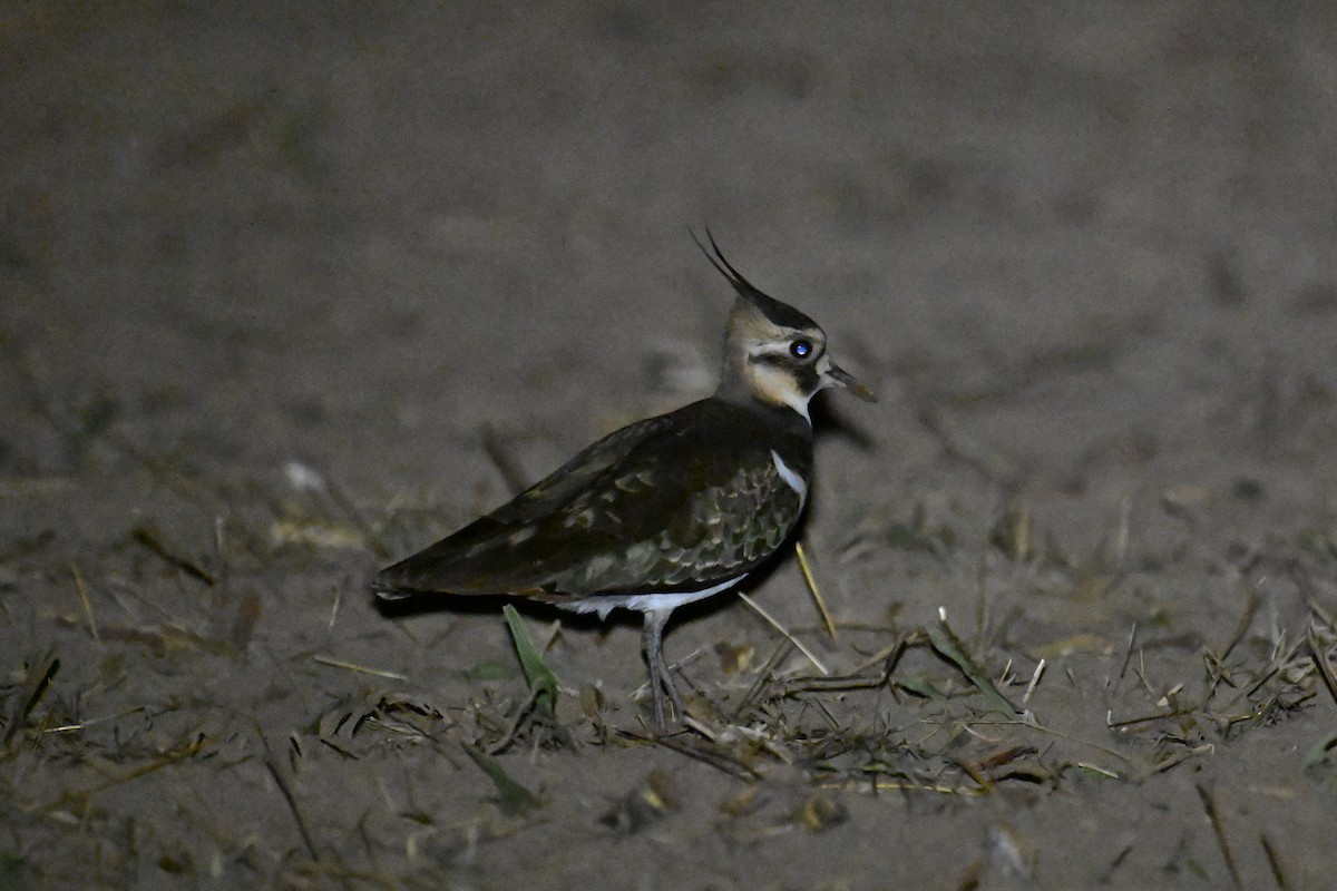 Northern Lapwing - Ting-Wei (廷維) HUNG (洪)