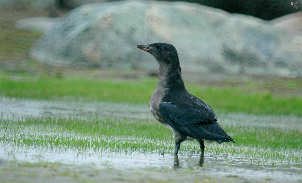 Rhinoceros Auklet - ML612188396