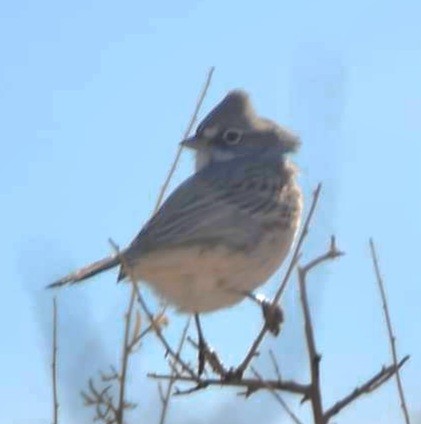 Sagebrush Sparrow - ML612188404