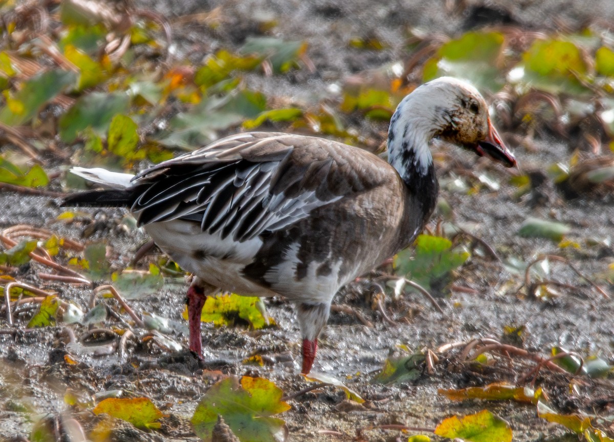 Snow Goose - ML612188452