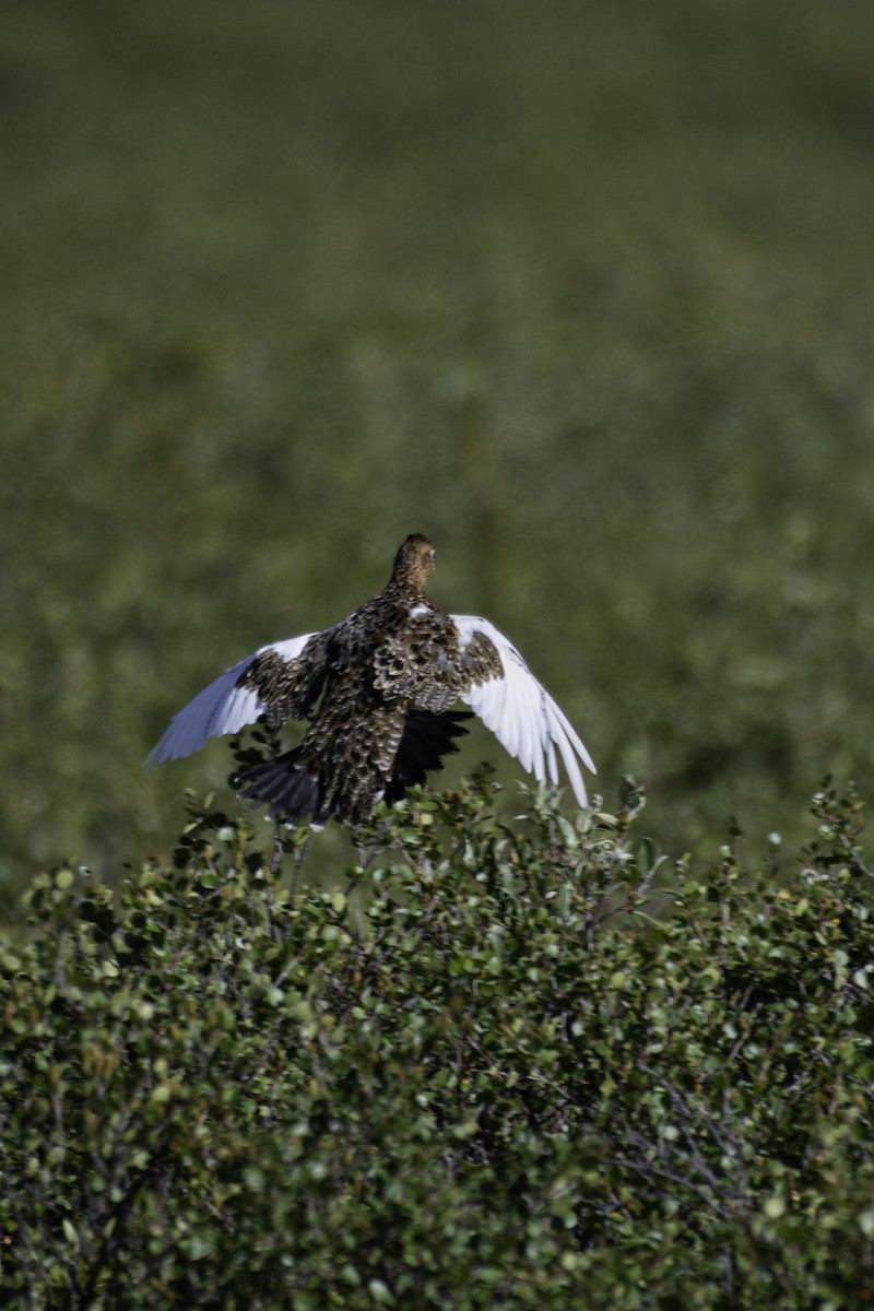 Willow Ptarmigan - ML612188454