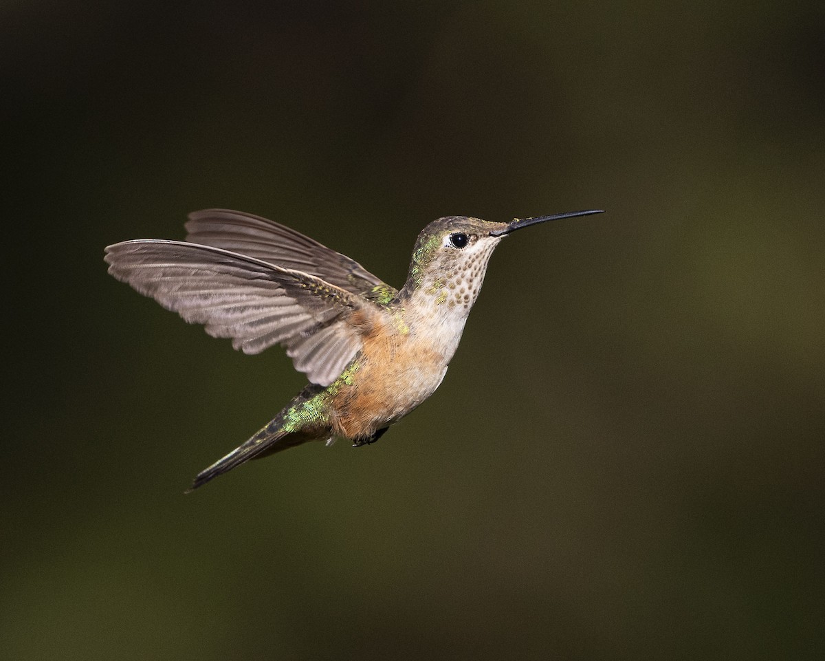 Broad-tailed Hummingbird - ML612188471