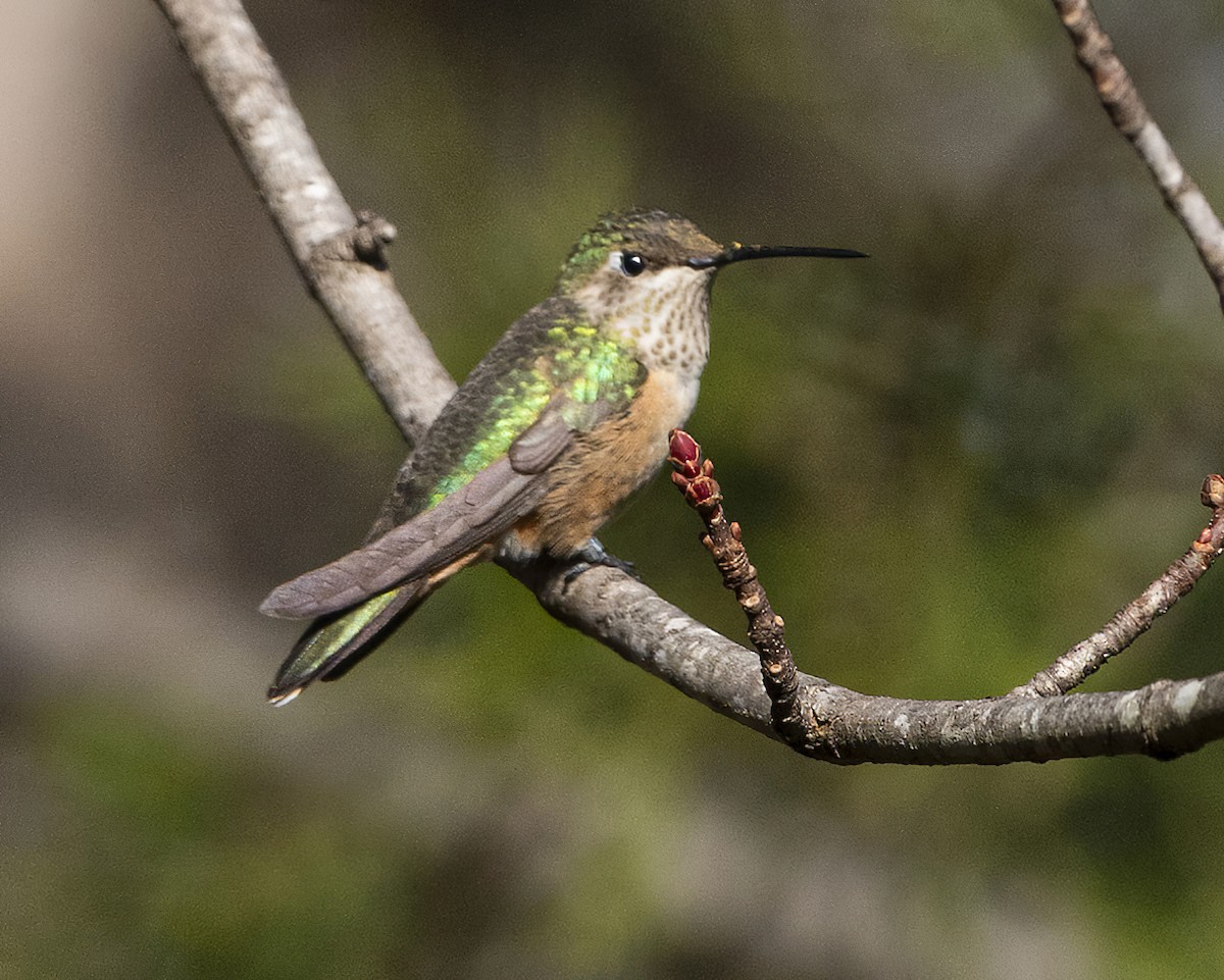 Broad-tailed Hummingbird - ML612188472