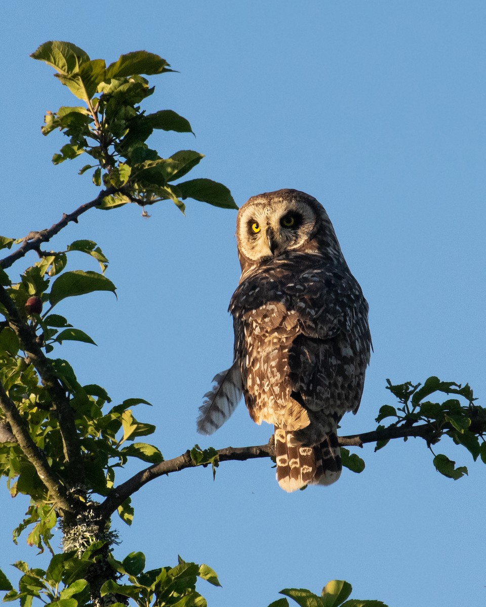 Short-eared Owl - ML612188493