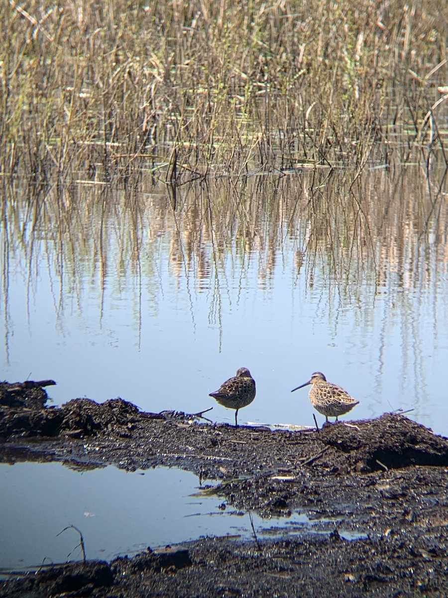 Short-billed Dowitcher - Lachlan Ziegler