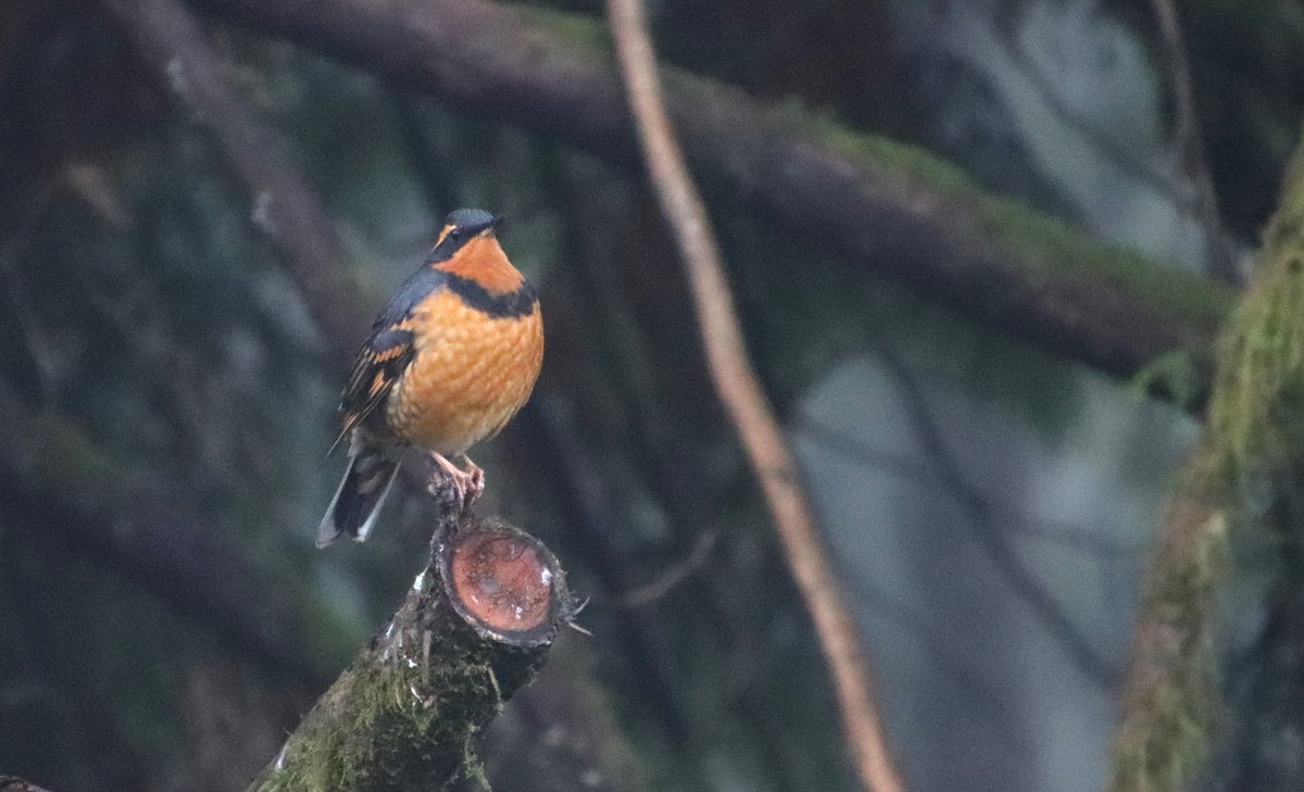 Varied Thrush - ML612188607