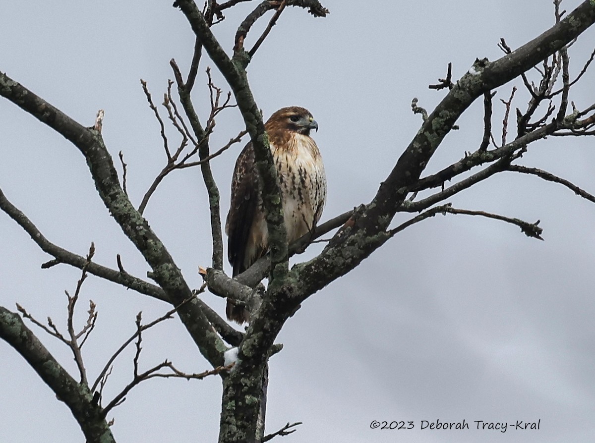 Red-tailed Hawk - ML612188640