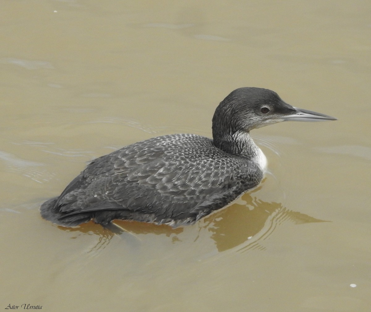 Common Loon - ML612188704