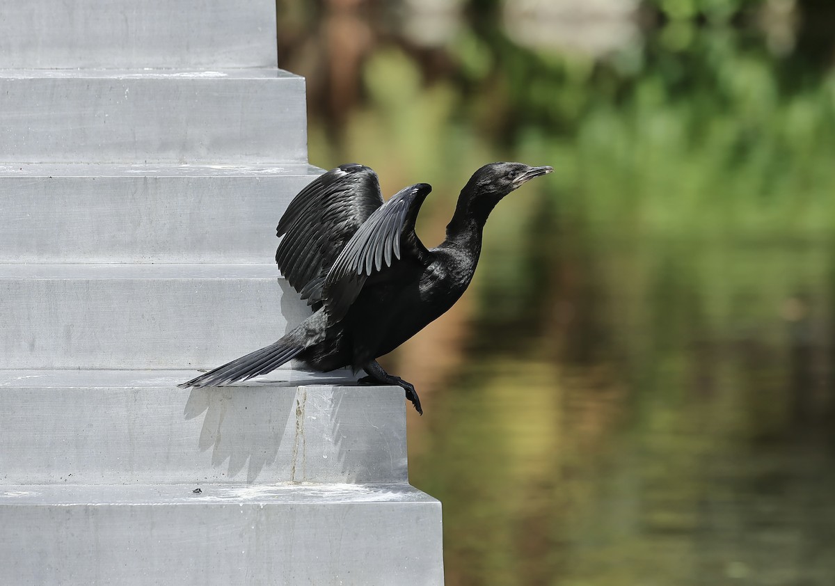 Little Pied Cormorant - Albert Linkowski