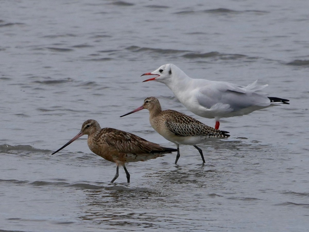 Bar-tailed Godwit - Vincent France-Lanord