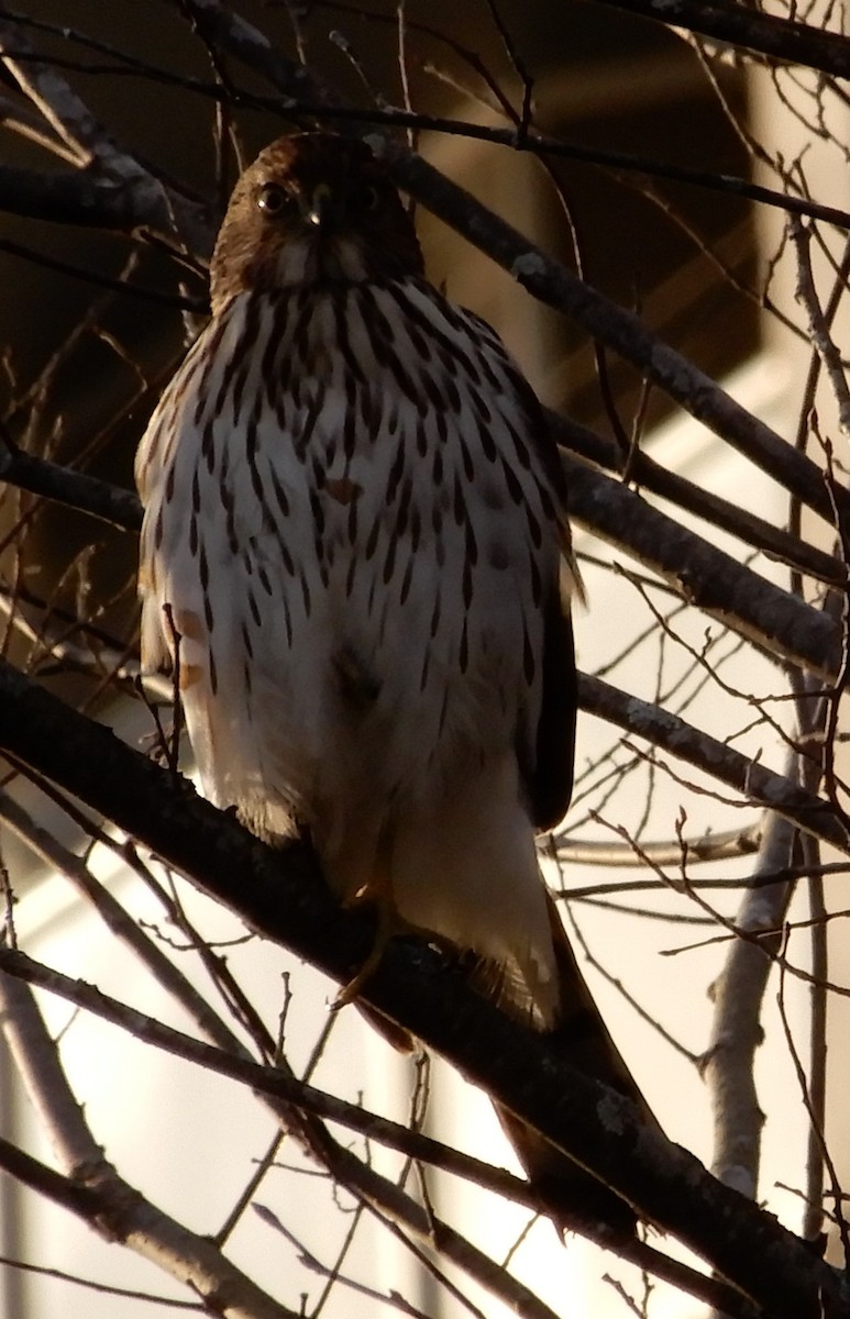 Cooper's Hawk - Marty Zelenietz