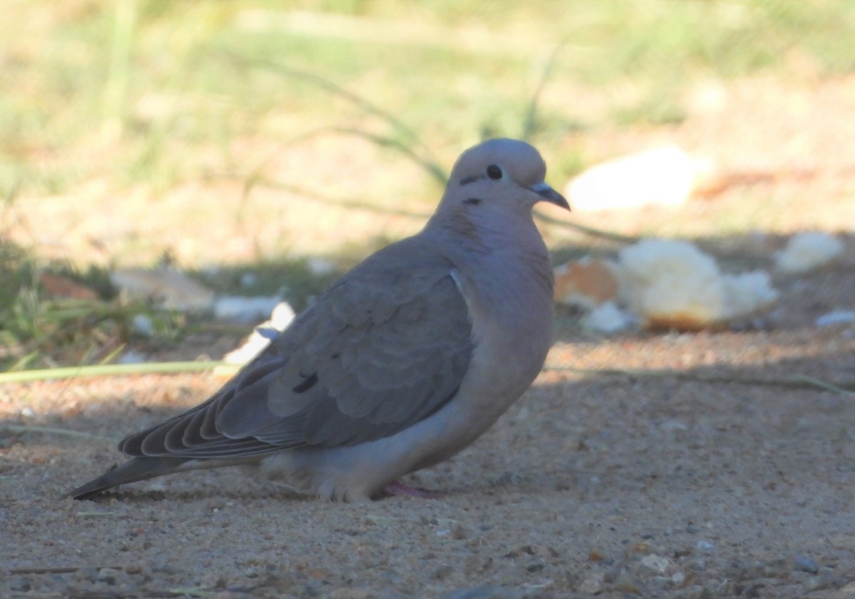 Eared Dove - ML612188811