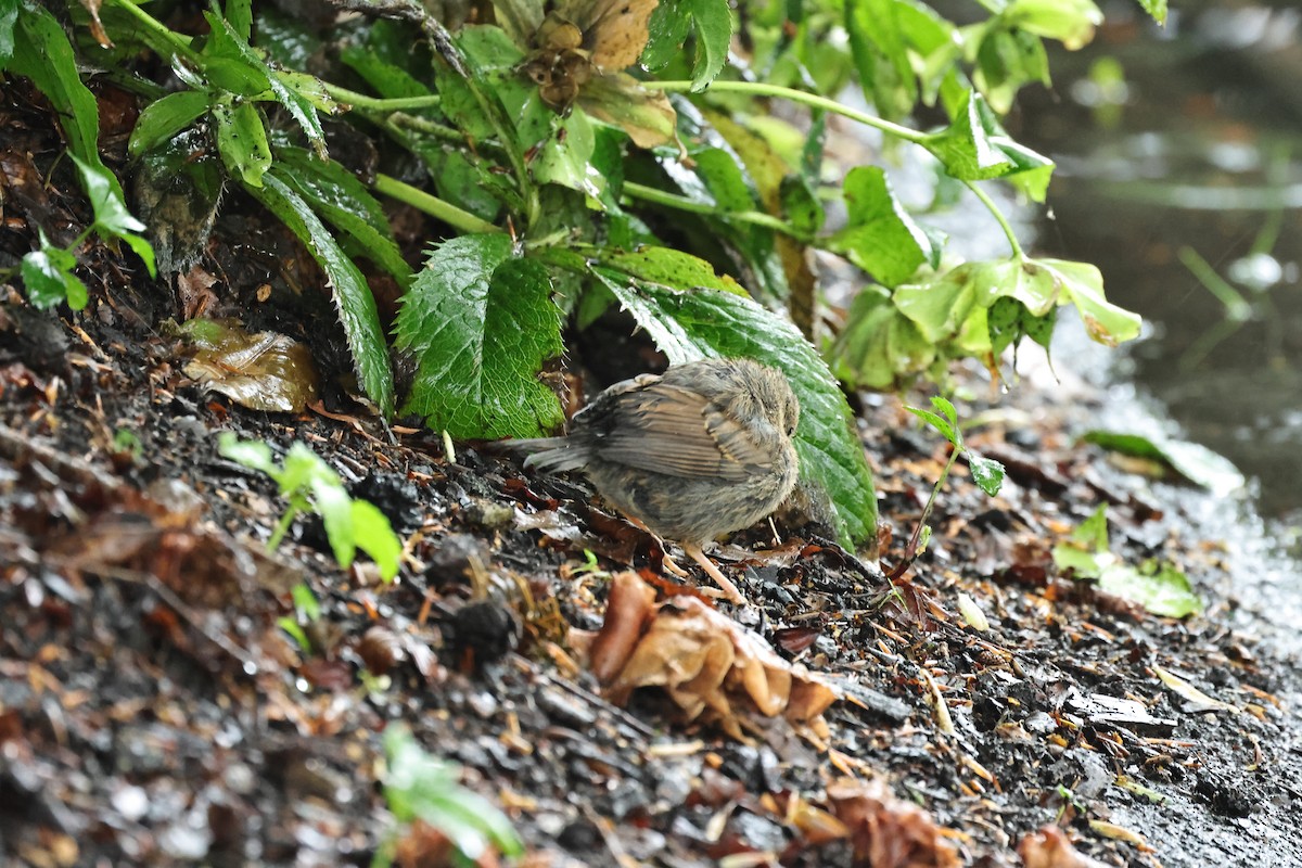 Dunnock - ML612188816