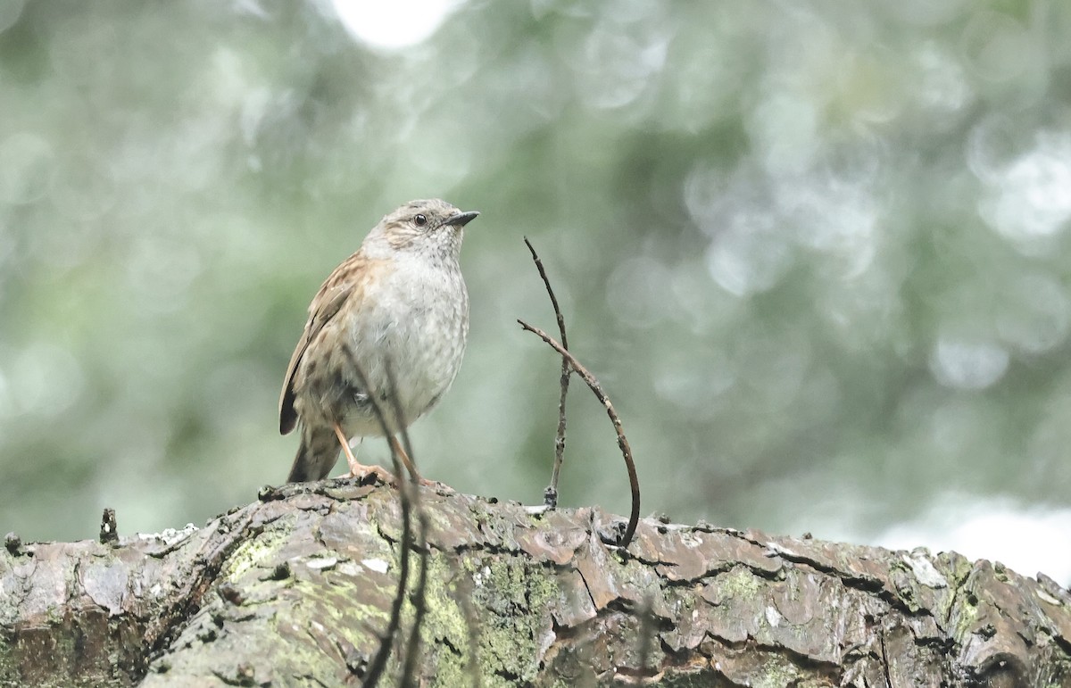 Dunnock - ML612188849