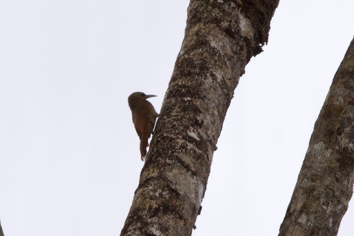 Guianan Woodcreeper - John Bruin