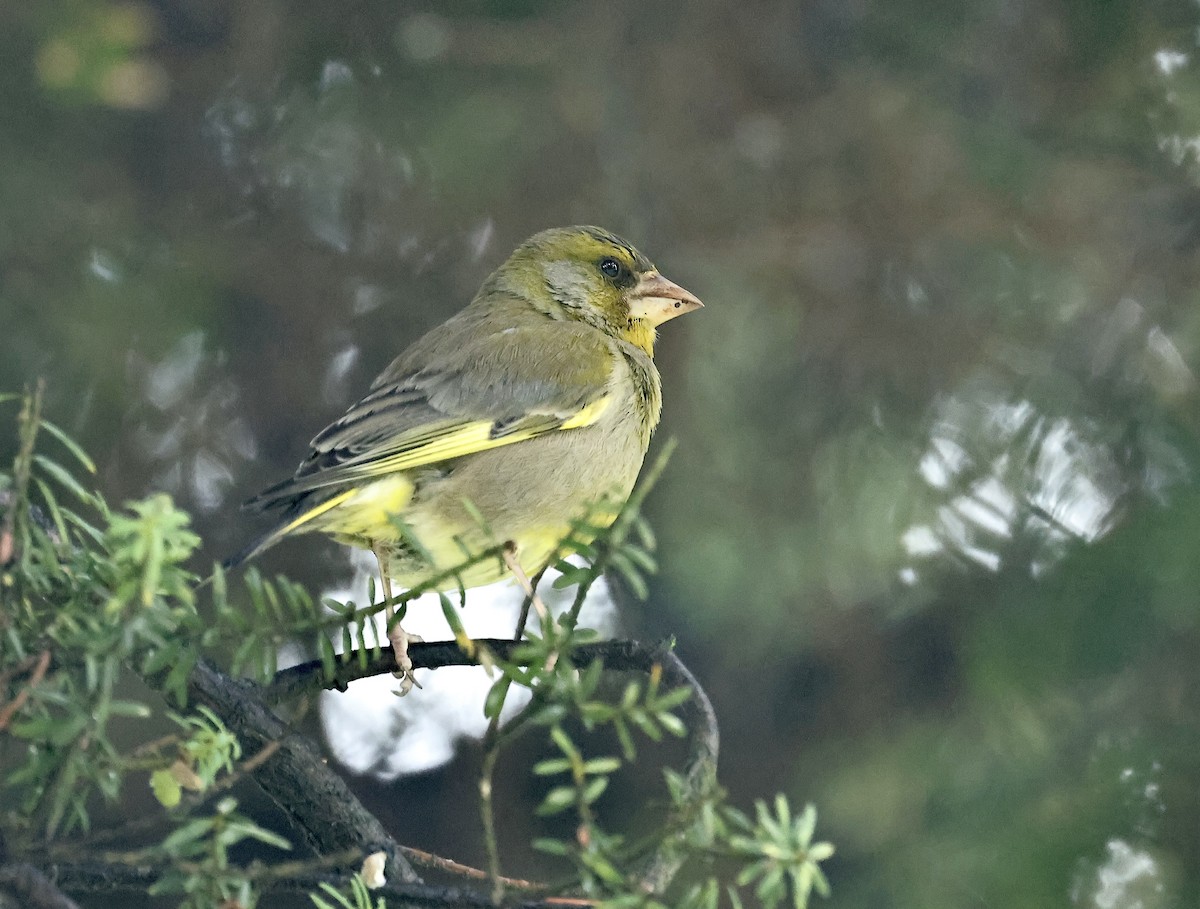 European Greenfinch - ML612188957