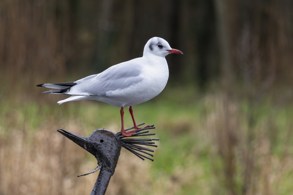 Black-headed Gull - Alexis Lours