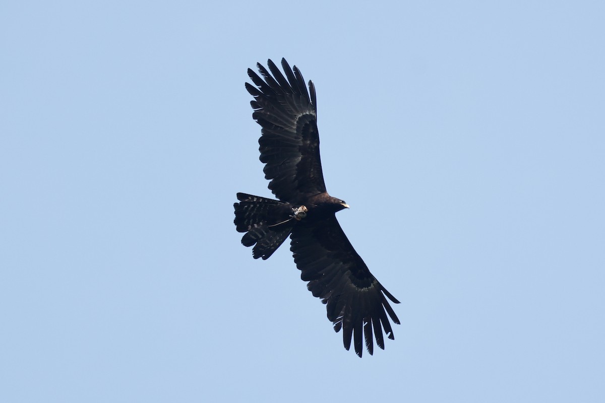 Águila Milana - ML612188970