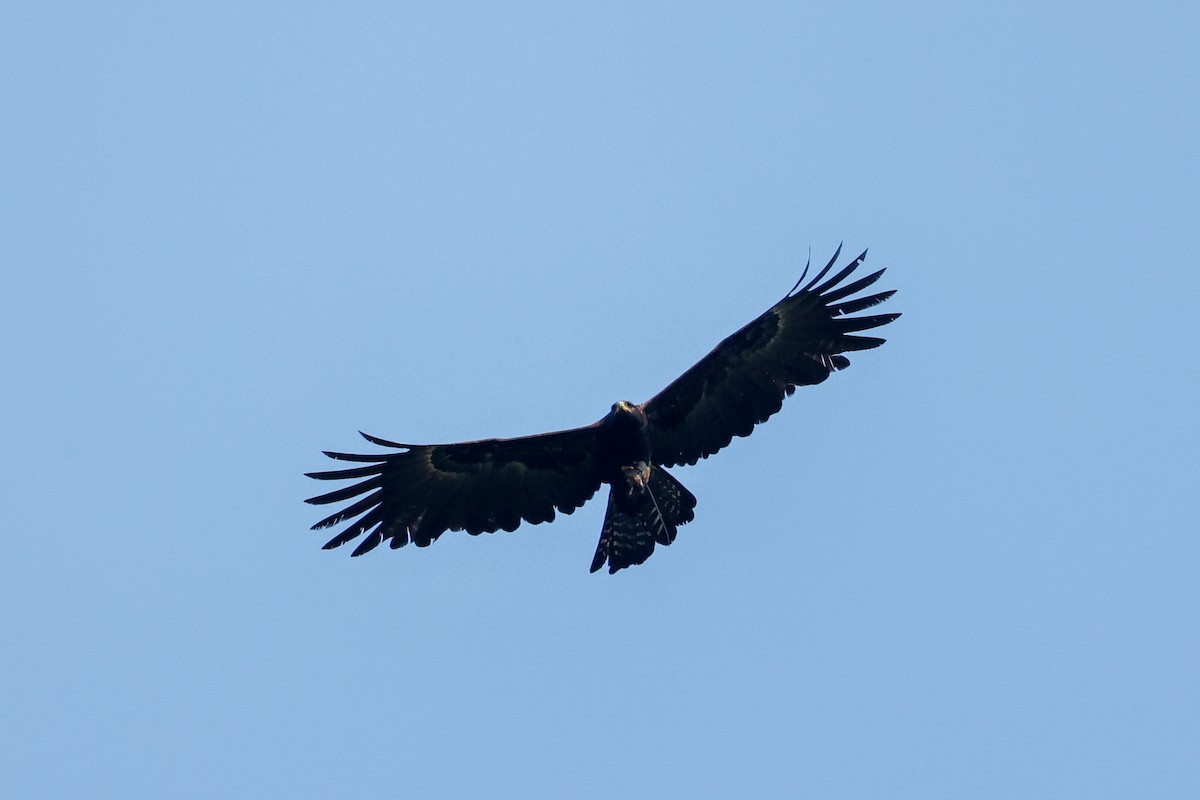 Black Eagle - ML612188971
