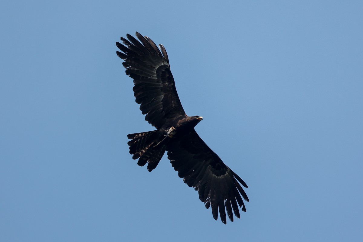 Águila Milana - ML612188973