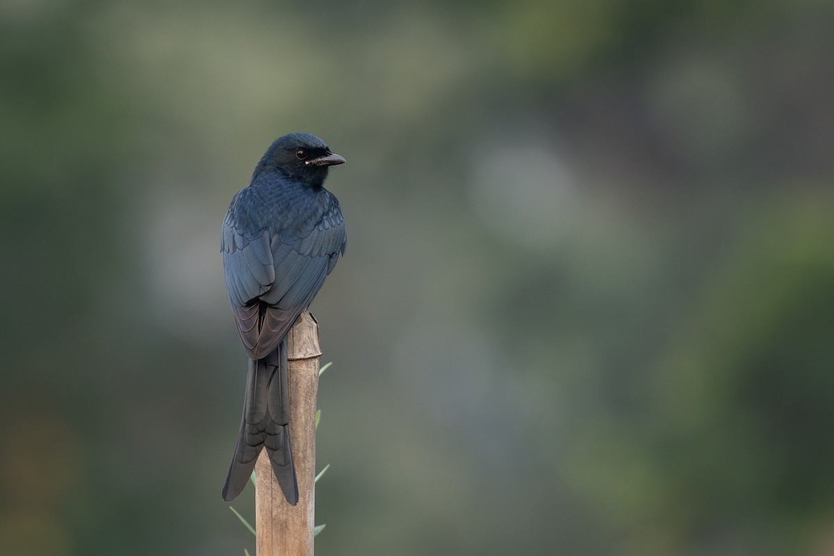 Königsdrongo - ML612189075