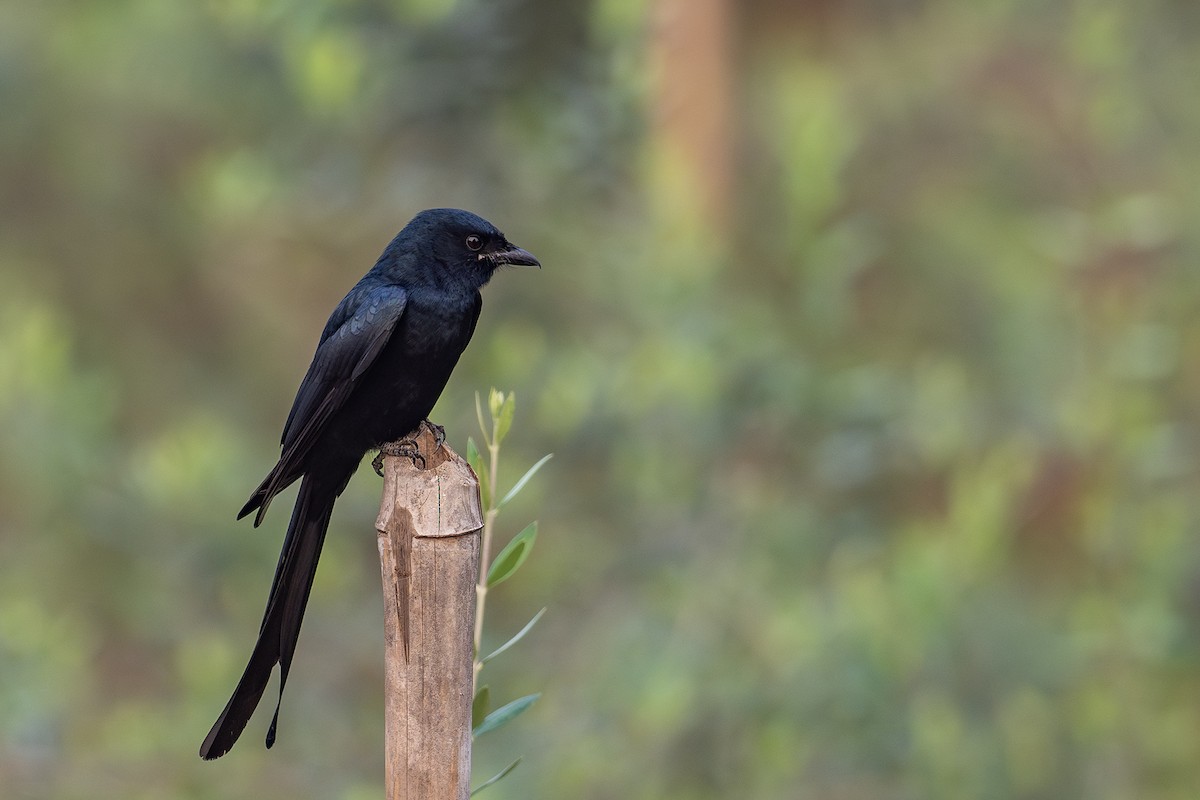 Königsdrongo - ML612189076